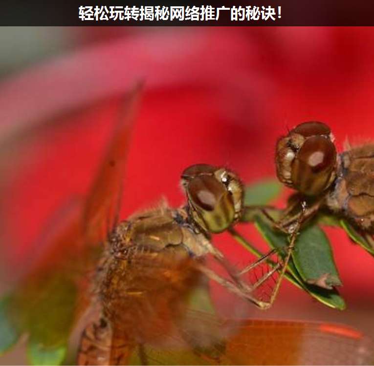 輕松玩轉(zhuǎn)揭秘網(wǎng)絡(luò)推廣的秘訣!