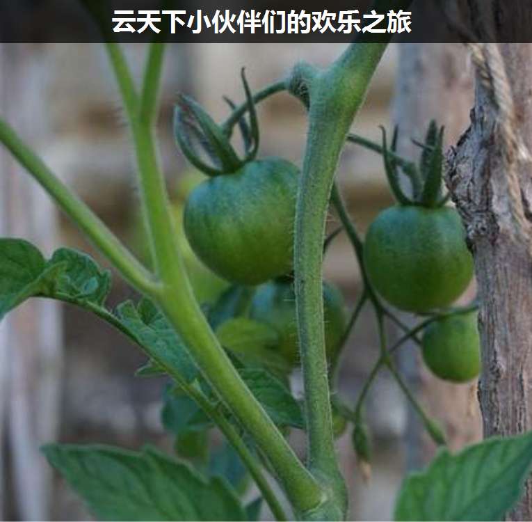 上海疊玉小伙伴們的歡樂之旅